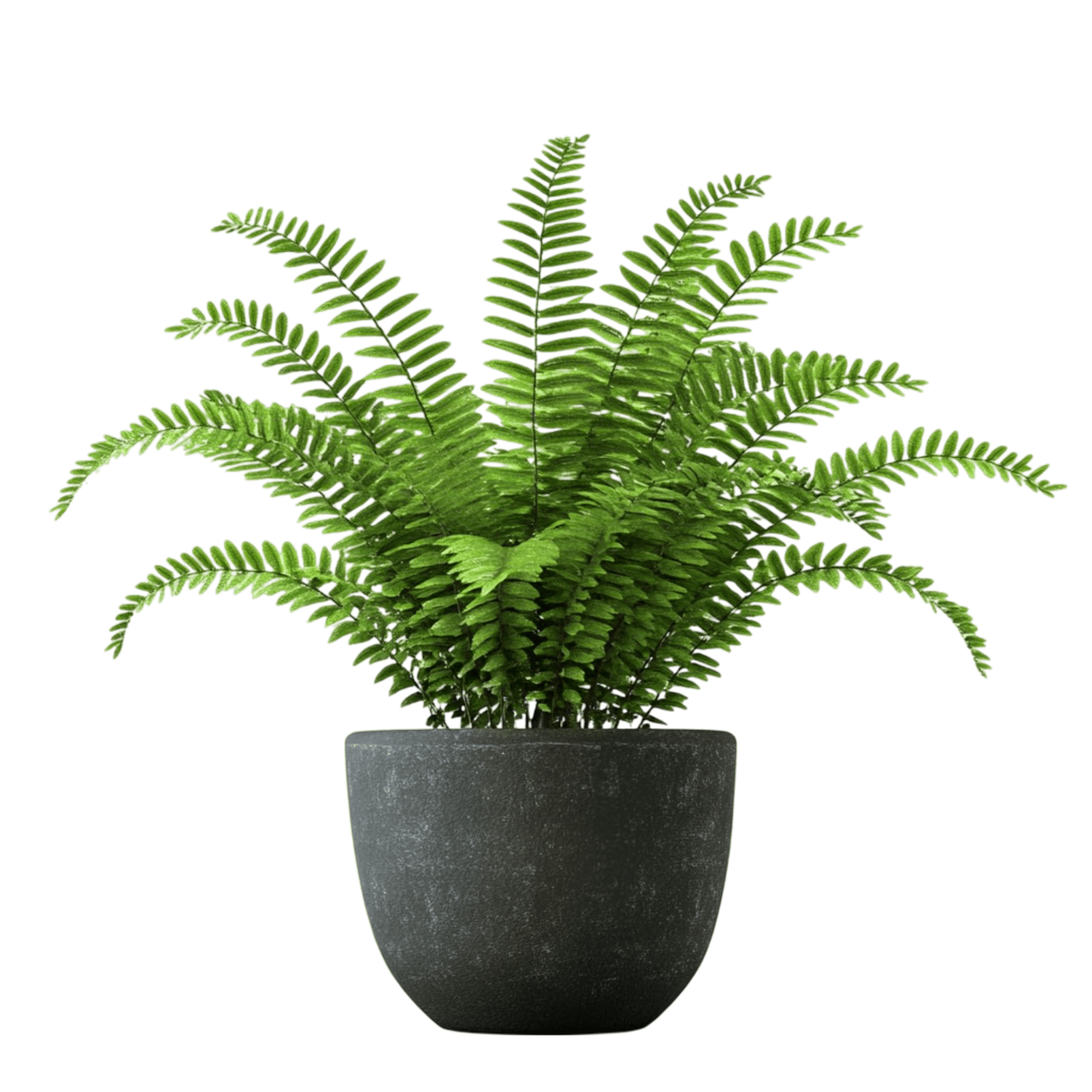 Beautiful indoor plants